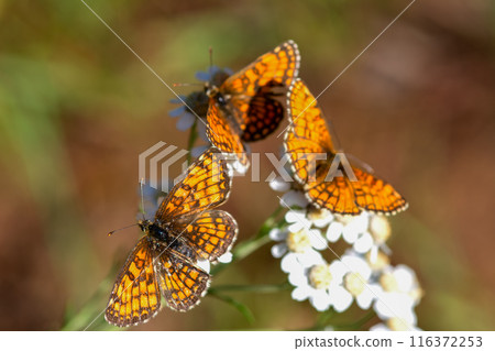 Three butterflies perched on a flower, one on top of the other Three butterflies perched on a flower, one on top of the other 116372253