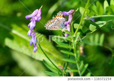 A beautiful butterfly rests gracefully on a lavendercolored flower A beautiful butterfly rests gracefully on a lavendercolored flower 116372254