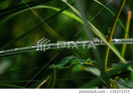 A close up view of a plant with droplets of water on its surface 116372255