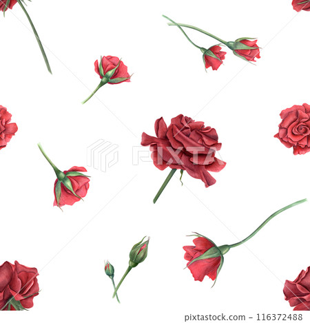 Rose with buds on stem. Deep red, scarlet roses. Seamless pattern of summer ruby flowers. Realistic blooming plants. Watercolor illustration isolated on white. For textile and various design projects 116372488