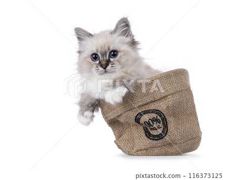 Birman kitten on white background Birman kitten on white background 116373125