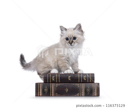 Birman kitten on white background 116373129