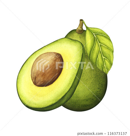 Avocado. Botanical drawing of Fruit. Watercolor illustration organic ecological Food on isolated background. Hand drawn clipart. For print and logo design 116373137
