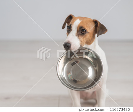Portrait of a Jack Russell Terrier dog holding an empty bowl.  116373420
