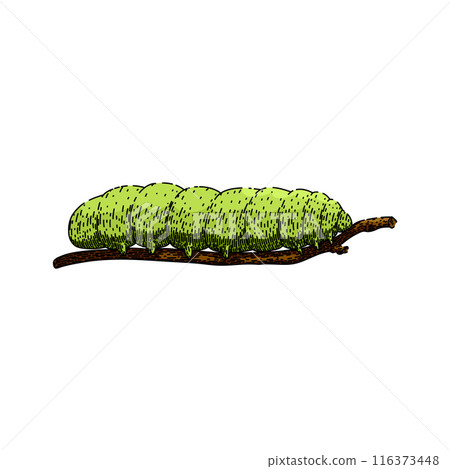 butterfly caterpillar sketch hand drawn vector 116373448