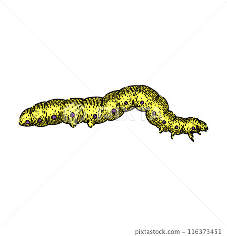 larva caterpillar sketch hand drawn vector larva caterpillar sketch hand drawn vector 116373451