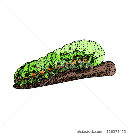 cocoon caterpillar sketch hand drawn vector cocoon caterpillar sketch hand drawn vector 116373453