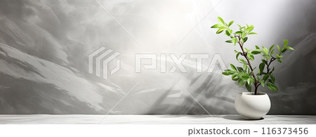 white marble background with plant in pot and shadow overlay white marble background with plant in pot and shadow overlay 116373456