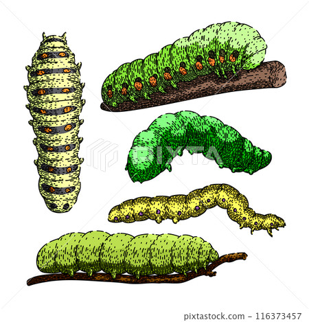 caterpillar set sketch hand drawn vector caterpillar set sketch hand drawn vector 116373457