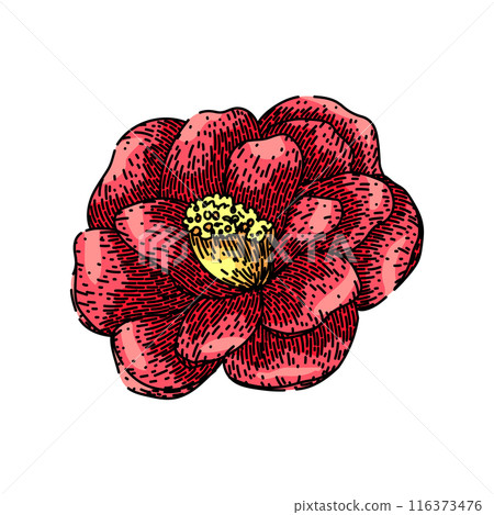 wedding camellia sketch hand drawn vector wedding camellia sketch hand drawn vector 116373476