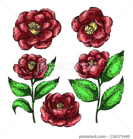 camellia set sketch hand drawn vector camellia set sketch hand drawn vector 116373490
