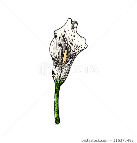 blossom calla lily sketch hand drawn vector 116373492