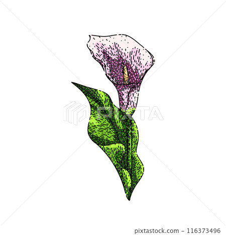 bouquet calla lily sketch hand drawn vector 116373496