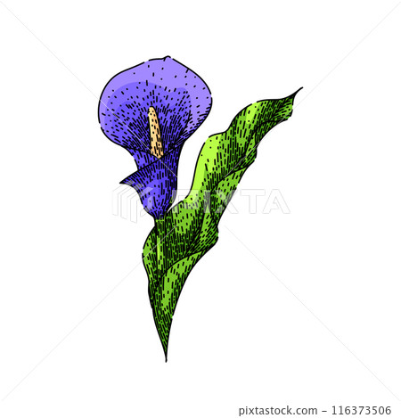 botanical calla lily sketch hand drawn vector botanical calla lily sketch hand drawn vector 116373506