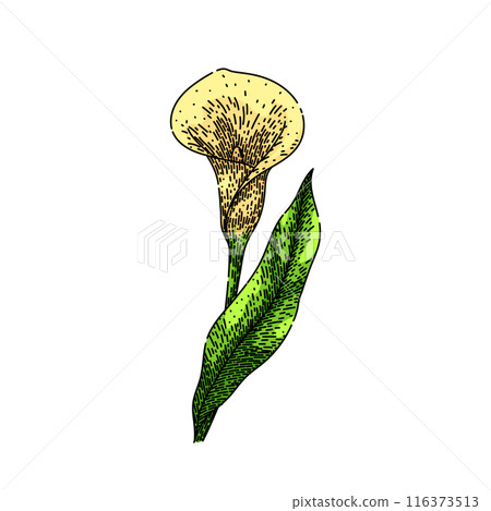 plant calla lily sketch hand drawn vector 116373513