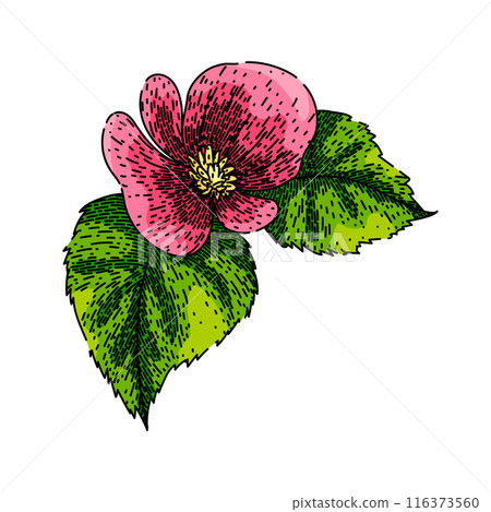 flower begonia sketch hand drawn vector 116373560