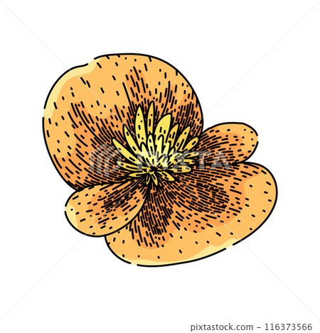 tuberhybrida begonia sketch hand drawn vector 116373566