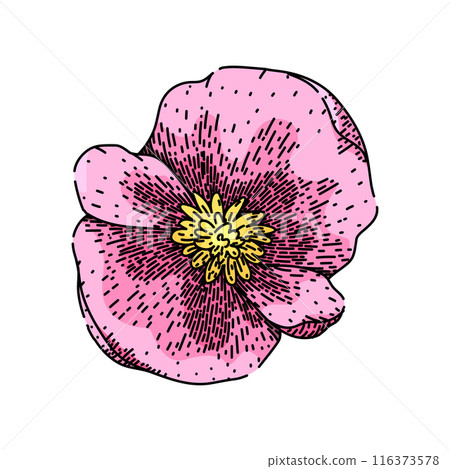 rose begonia sketch hand drawn vector 116373578