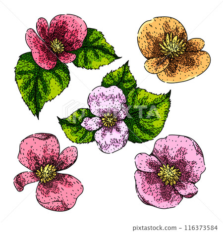 begonia set sketch hand drawn vector begonia set sketch hand drawn vector 116373584