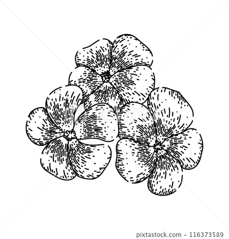 pink violet sketch hand drawn vector pink violet sketch hand drawn vector 116373589