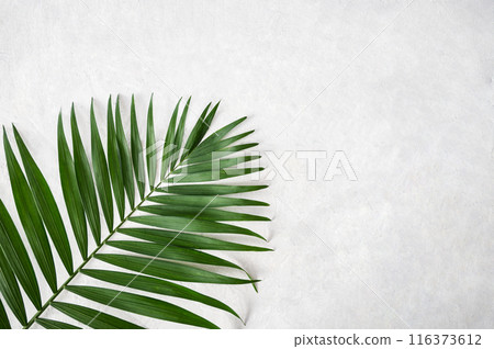 Green palm leaf on white textured background. Top view and copy space Green palm leaf on white textured background. Top view and copy space 116373612