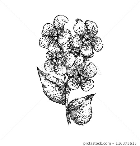 spring violet sketch hand drawn vector 116373613