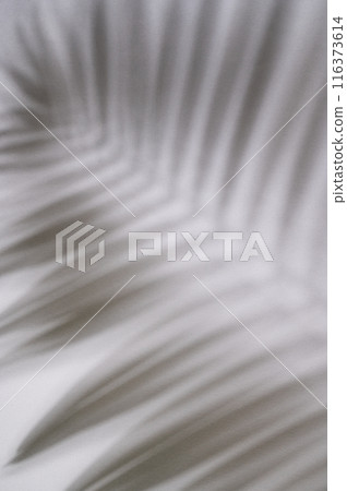 Shadow palm leaf on white textured background. Abstract black and white silhouette Shadow palm leaf on white textured background. Abstract black and white silhouette 116373614