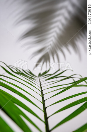 Green palm leaf with black and white shadow on white background. Top view and copy space Green palm leaf with black and white shadow on white background. Top view and copy space 116373616