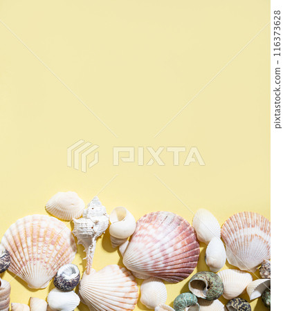 Seashells on a bright yellow background. The concept of summer holidays. Top view and copy space 116373628