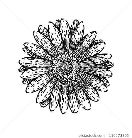 floral gerbera daisy sketch hand drawn vector 116373805