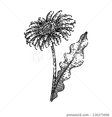 spring gerbera daisy sketch hand drawn vector spring gerbera daisy sketch hand drawn vector 116373806