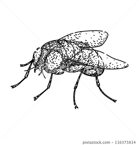 vintage fly sketch hand drawn vector vintage fly sketch hand drawn vector 116373814