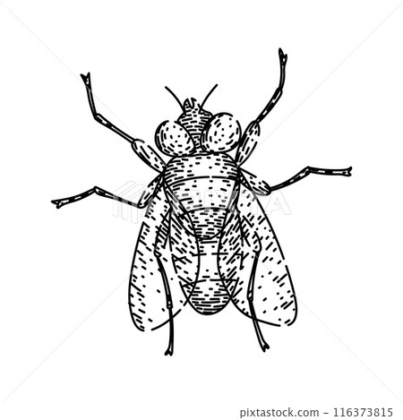 house fly sketch hand drawn vector house fly sketch hand drawn vector 116373815