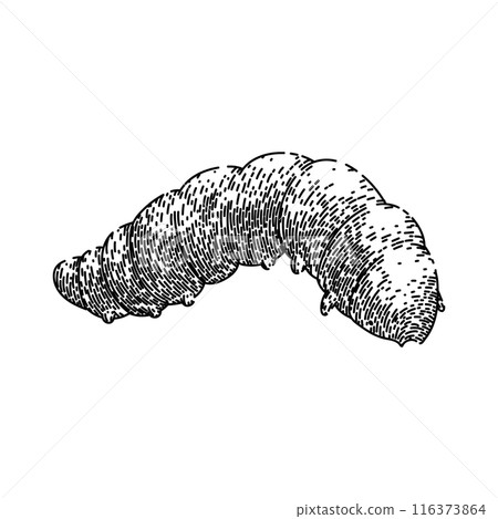 bug caterpillar sketch hand drawn vector bug caterpillar sketch hand drawn vector 116373864
