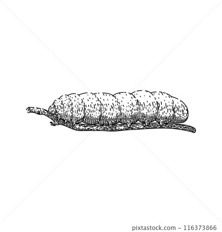 butterfly caterpillar sketch hand drawn vector butterfly caterpillar sketch hand drawn vector 116373866
