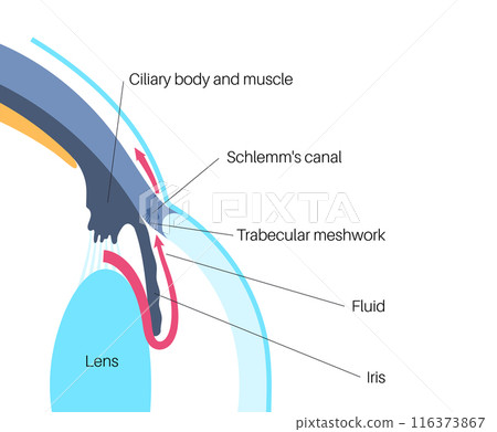 Fluids in the eye 116373867