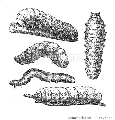 caterpillar set sketch hand drawn vector caterpillar set sketch hand drawn vector 116373872
