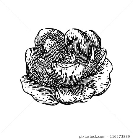 leaf camellia sketch hand drawn vector 116373889