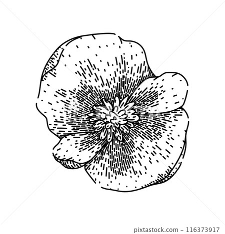 rose begonia sketch hand drawn vector 116373917