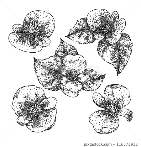 begonia set sketch hand drawn vector 116373918