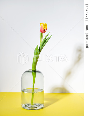 One beautiful red yellow tulip flower in a glass vase on a white yellow background with a shadow. One beautiful red yellow tulip flower in a glass vase on a white yellow background with a shadow. 116373941