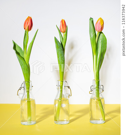 Three beautiful red yellow tulip flower in a glass bottles on a white yellow background Three beautiful red yellow tulip flower in a glass bottles on a white yellow background 116373942