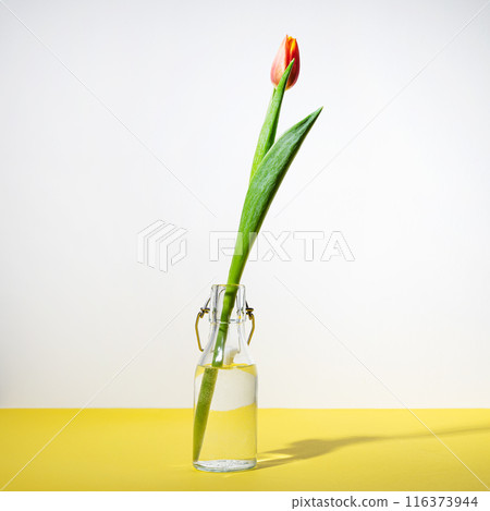 One beautiful red yellow tulip flower in a glass bottle on a white yellow background One beautiful red yellow tulip flower in a glass bottle on a white yellow background 116373944