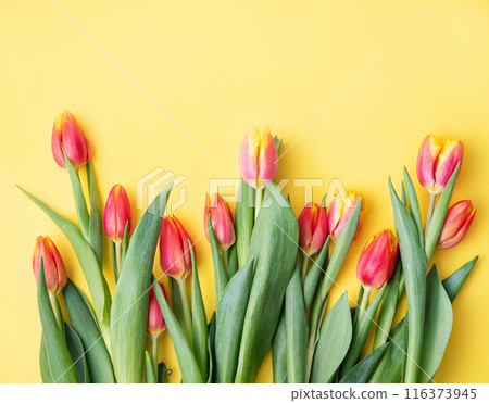 Flat lay beautiful red and yellow tulips close-up on a bright yellow background. Flat lay beautiful red and yellow tulips close-up on a bright yellow background. 116373945