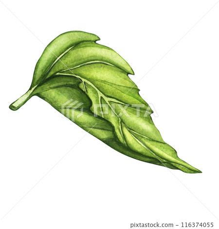 Fresh green leaves isolated on white background. Watercolor floral illustration set, green leaf branches collection. Vegan, eco, organic design element 116374055