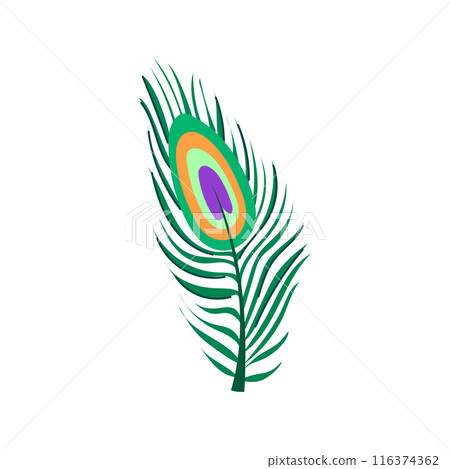 wallpaper peacock feather cartoon vector illustration 116374362