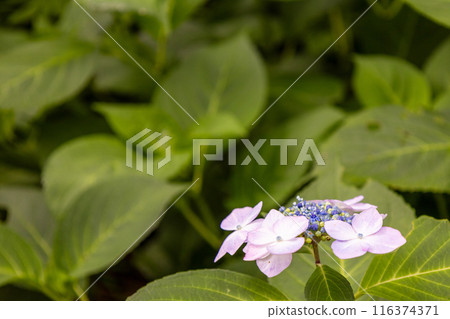 Hydrangea blooming in the rainy season 116374371
