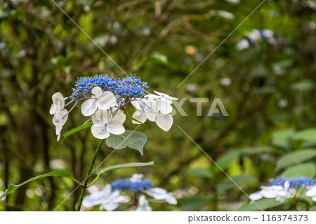 Hydrangea blooming in the rainy season Hydrangea blooming in the rainy season 116374373