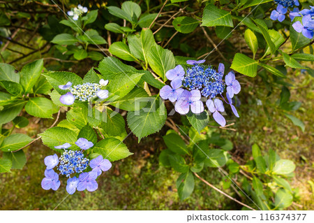Hydrangea blooming in the rainy season Hydrangea blooming in the rainy season 116374377