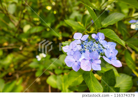 Hydrangea blooming in the rainy season Hydrangea blooming in the rainy season 116374379